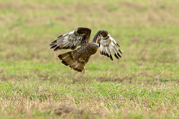 Wespenbussard (Pernis apivorus)