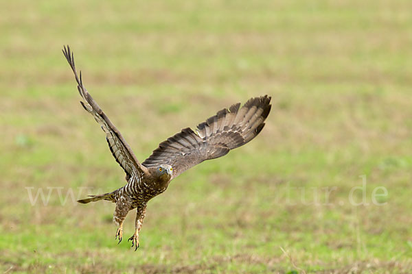 Wespenbussard (Pernis apivorus)