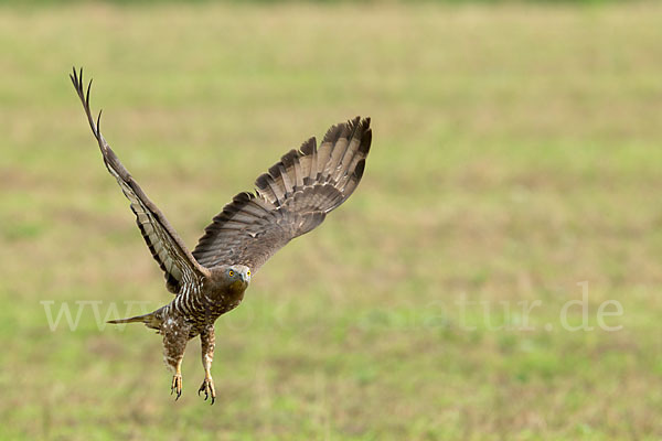 Wespenbussard (Pernis apivorus)