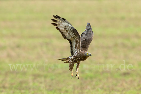 Wespenbussard (Pernis apivorus)