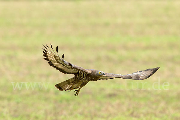 Wespenbussard (Pernis apivorus)