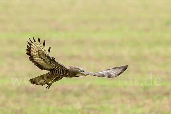 Wespenbussard (Pernis apivorus)