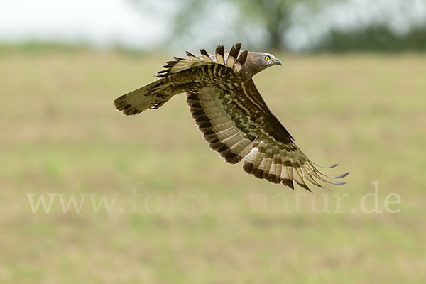 Wespenbussard (Pernis apivorus)