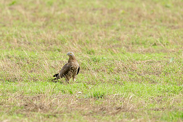 Wespenbussard (Pernis apivorus)