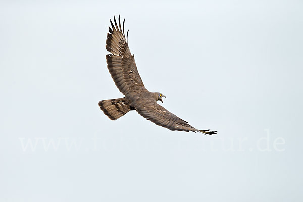 Wespenbussard (Pernis apivorus)