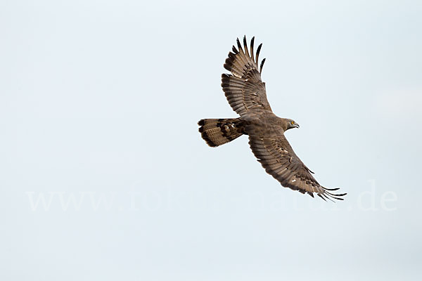 Wespenbussard (Pernis apivorus)