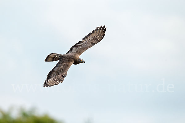 Wespenbussard (Pernis apivorus)