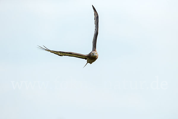 Wespenbussard (Pernis apivorus)