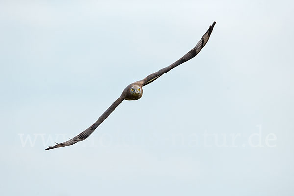 Wespenbussard (Pernis apivorus)