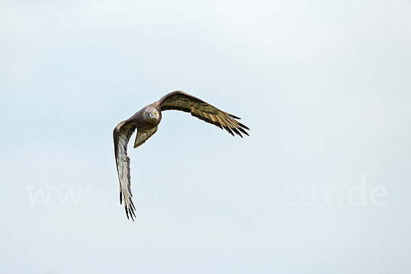 Wespenbussard (Pernis apivorus)