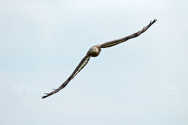 Wespenbussard (Pernis apivorus)