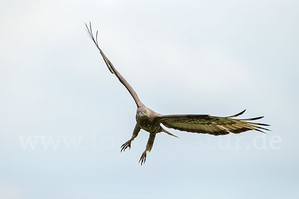 Wespenbussard (Pernis apivorus)