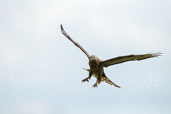 Wespenbussard (Pernis apivorus)