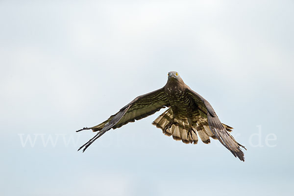 Wespenbussard (Pernis apivorus)