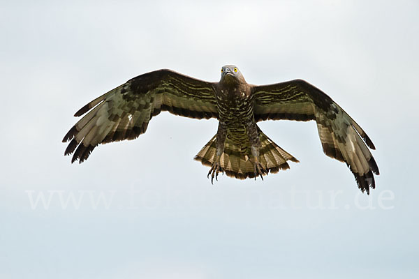 Wespenbussard (Pernis apivorus)