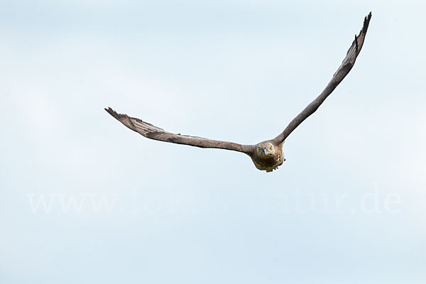 Wespenbussard (Pernis apivorus)