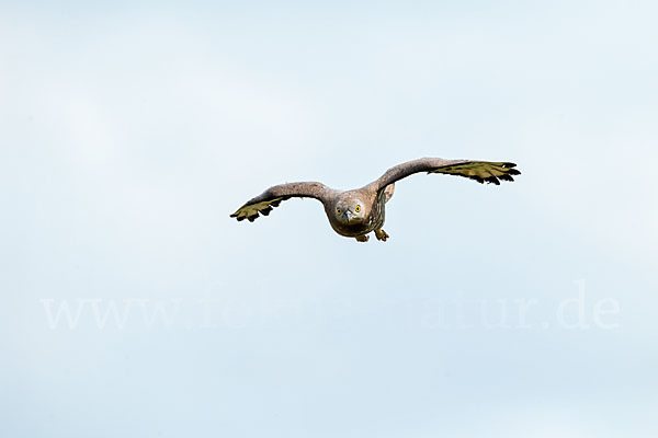 Wespenbussard (Pernis apivorus)