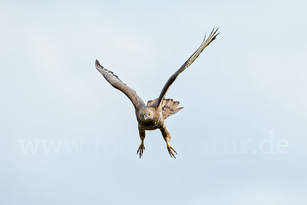 Wespenbussard (Pernis apivorus)