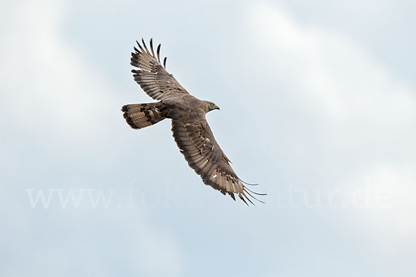 Wespenbussard (Pernis apivorus)