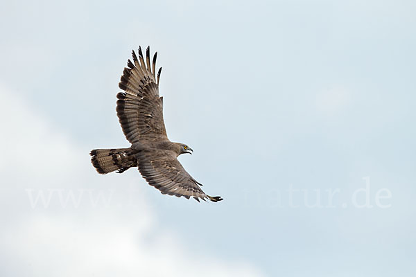 Wespenbussard (Pernis apivorus)