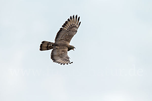 Wespenbussard (Pernis apivorus)