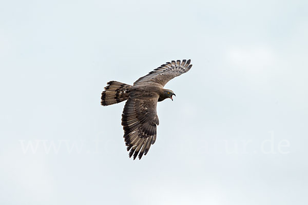 Wespenbussard (Pernis apivorus)