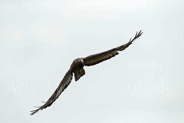 Wespenbussard (Pernis apivorus)