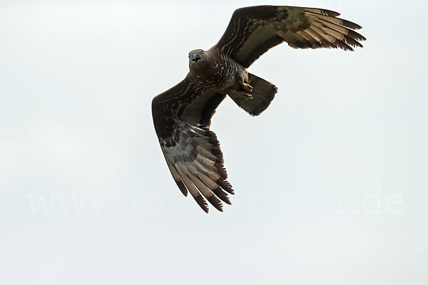 Wespenbussard (Pernis apivorus)