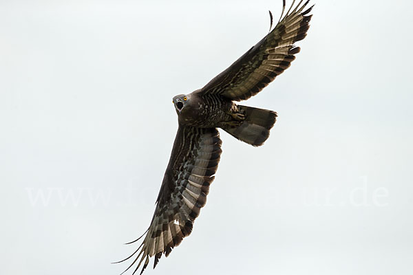 Wespenbussard (Pernis apivorus)