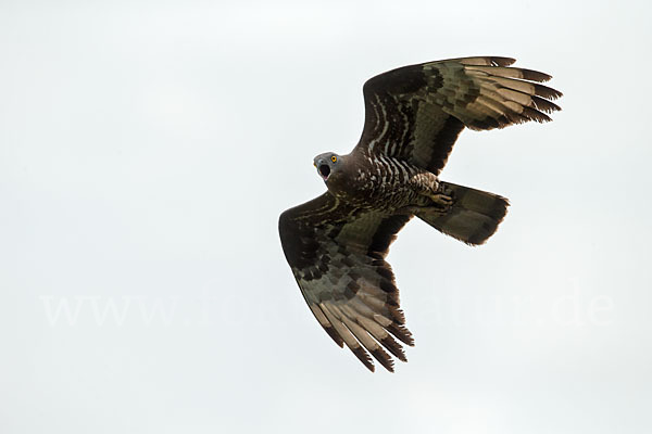 Wespenbussard (Pernis apivorus)