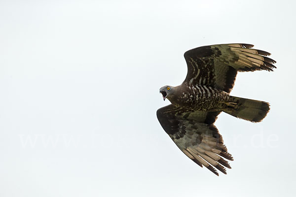 Wespenbussard (Pernis apivorus)