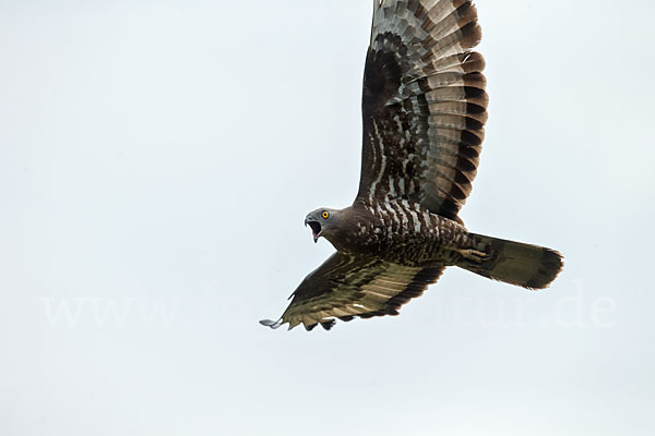 Wespenbussard (Pernis apivorus)