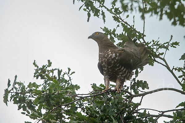 Wespenbussard (Pernis apivorus)