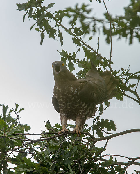 Wespenbussard (Pernis apivorus)