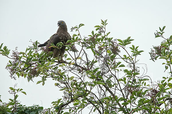 Wespenbussard (Pernis apivorus)