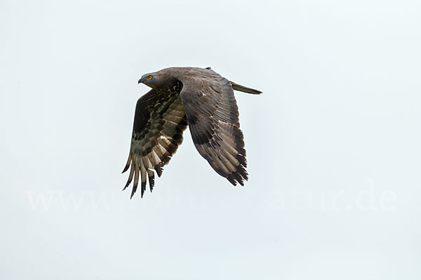 Wespenbussard (Pernis apivorus)