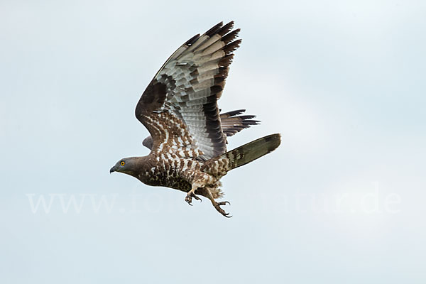 Wespenbussard (Pernis apivorus)