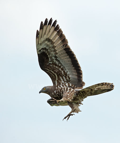 Wespenbussard (Pernis apivorus)