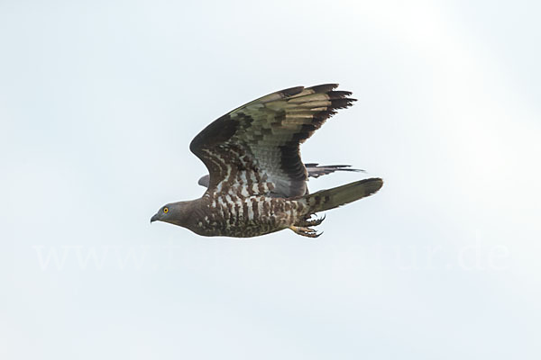 Wespenbussard (Pernis apivorus)