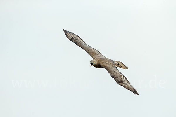 Wespenbussard (Pernis apivorus)