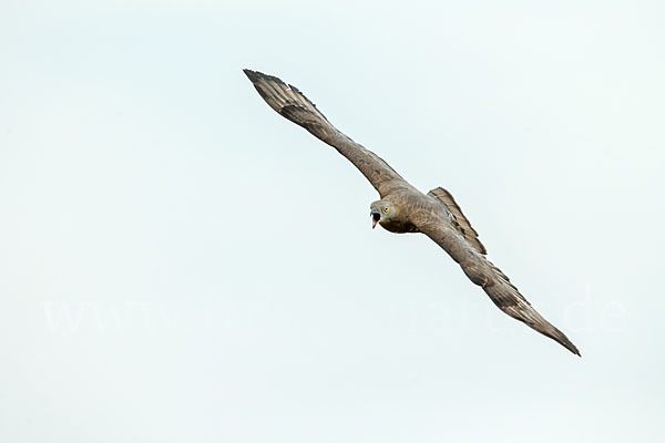 Wespenbussard (Pernis apivorus)