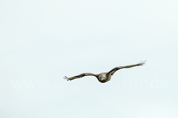 Wespenbussard (Pernis apivorus)