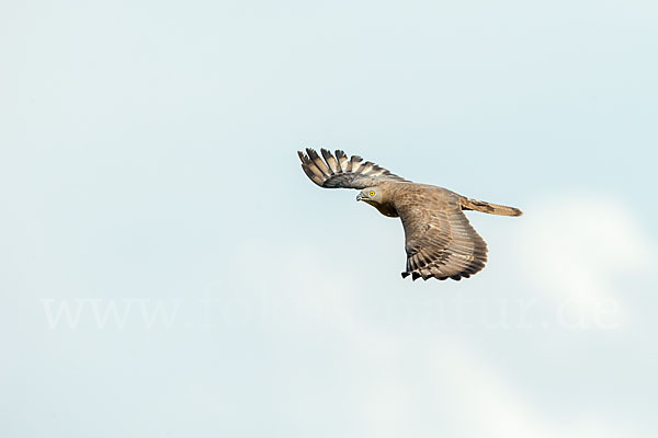 Wespenbussard (Pernis apivorus)