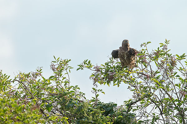 Wespenbussard (Pernis apivorus)