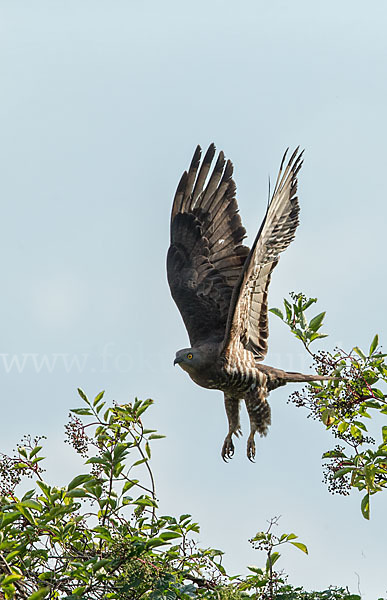 Wespenbussard (Pernis apivorus)