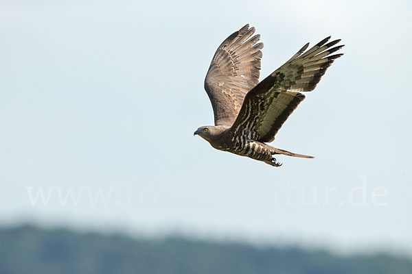 Wespenbussard (Pernis apivorus)