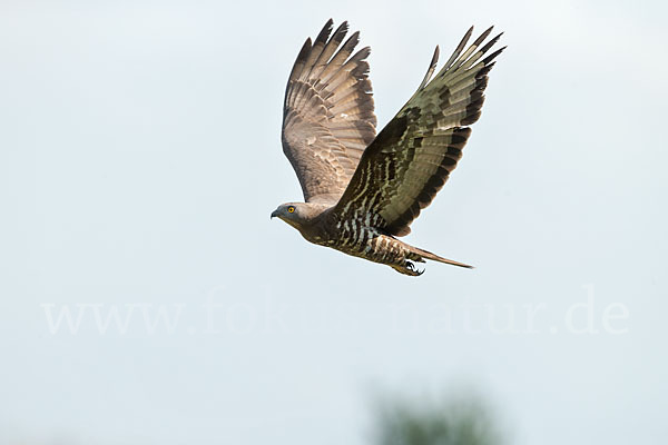 Wespenbussard (Pernis apivorus)