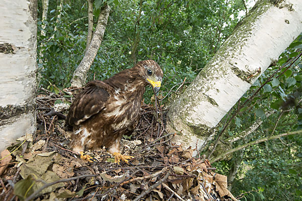 Wespenbussard (Pernis apivorus)