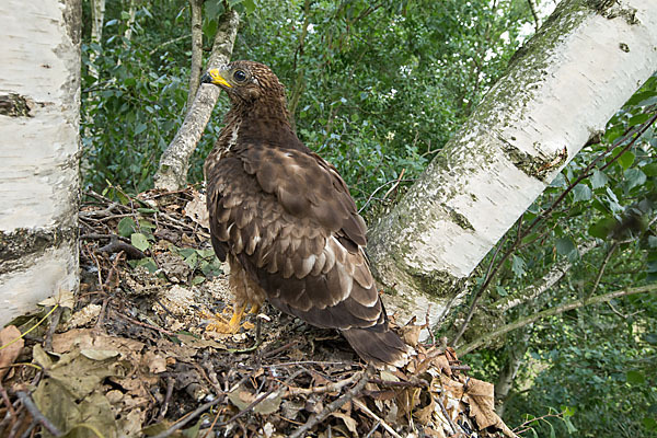 Wespenbussard (Pernis apivorus)