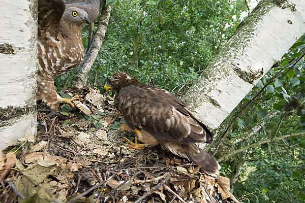 Wespenbussard (Pernis apivorus)